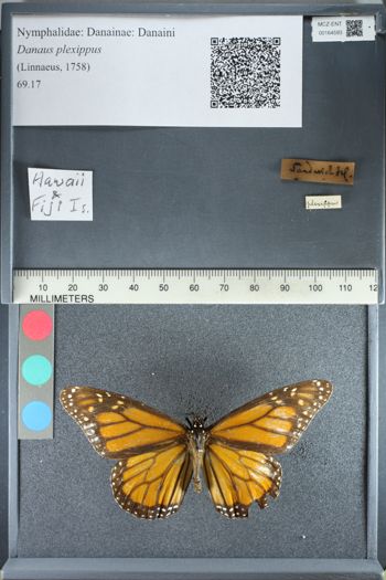 Media type: image;   Entomology 164593